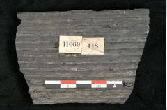 Foto (Detailansicht) von Sigillaria elongata Brongniart (NHMW-GEO-2024-0188-11069)